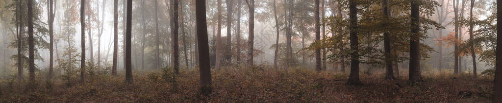 大全景有雾的秋天森林风景图片