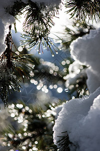 在白雪皑的冬季森林里图片