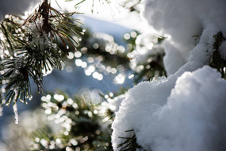 在白雪皑的冬季森林里图片