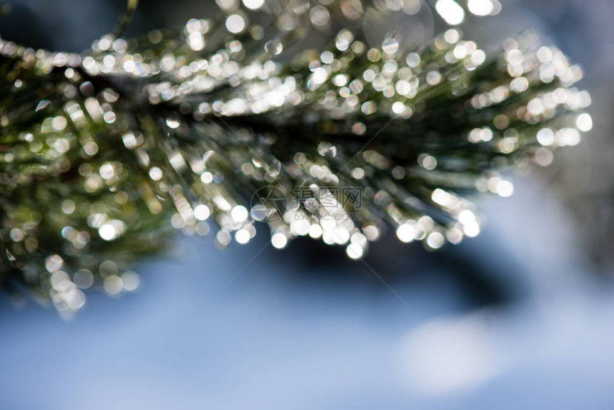 在白雪皑的冬季森林里图片