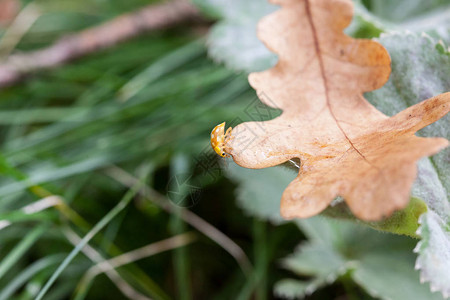 秋叶上的黄色瓢虫特写图片