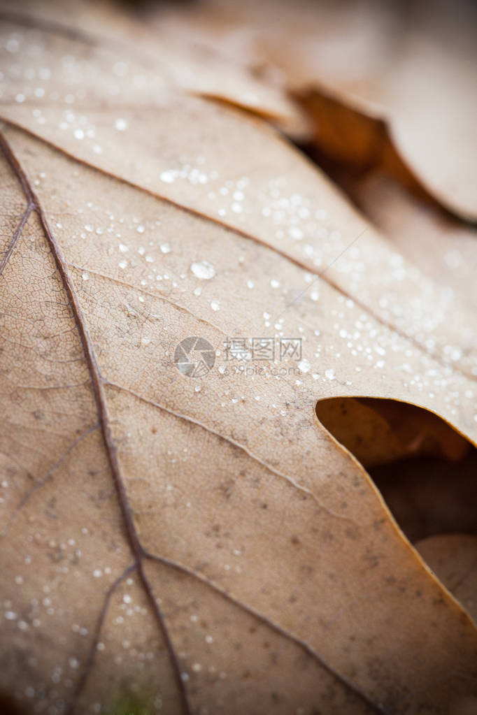 露水缝合液滴中的干枯图片