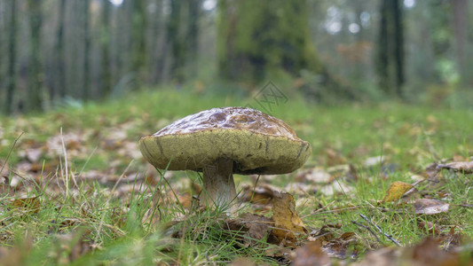 森林里的巨型野生蘑菇图片