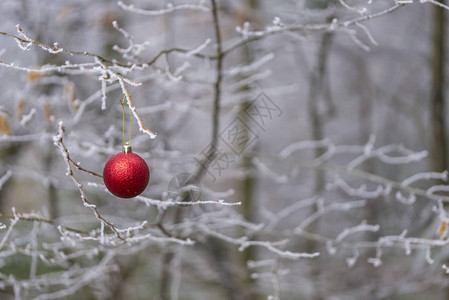 红色圣诞舞会装饰品挂在有霜的冬树枝上图片