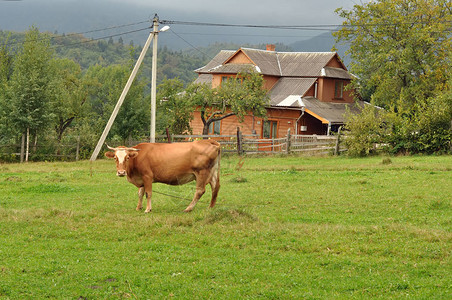 牛在山村放牧图片