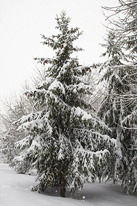 美丽的冬天白雪皑的公园图片