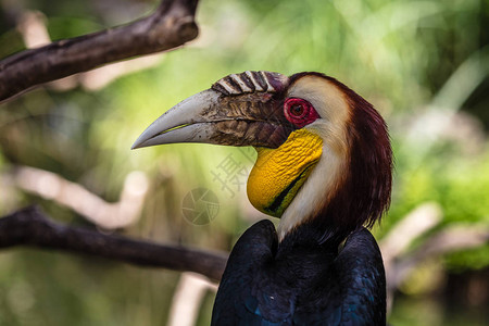 新加巴度印度尼西亚巴厘岛巴图布伦Bird背景
