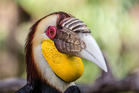 新加巴度印度尼西亚巴厘岛巴图布伦Bird背景