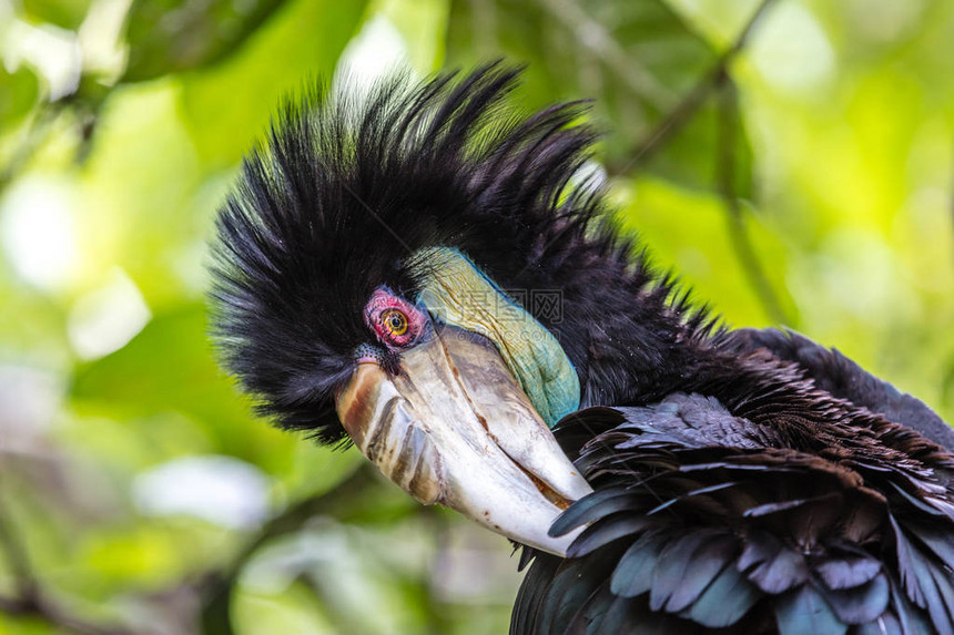 印度尼西亚巴厘岛巴图布伦Bird图片