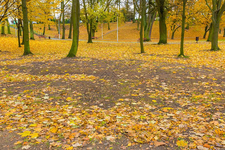 秋叶落在城市公园的地上多姿图片
