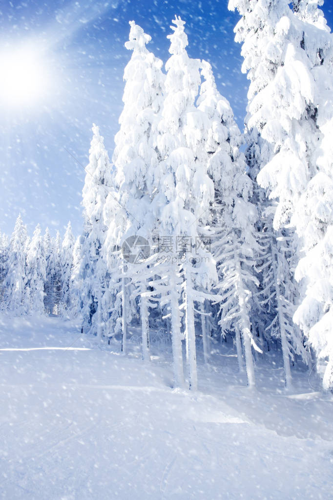 雪覆盖田和树木的照片积雪天图片