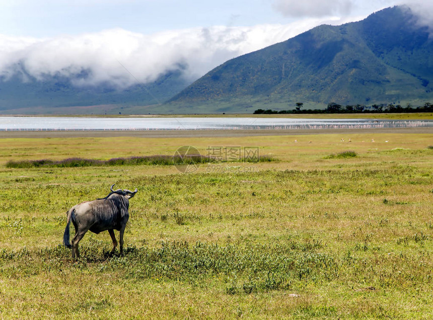 坦桑尼亚马加迪湖背景的恩戈罗恩戈罗火山口保护区内的牛羚图片