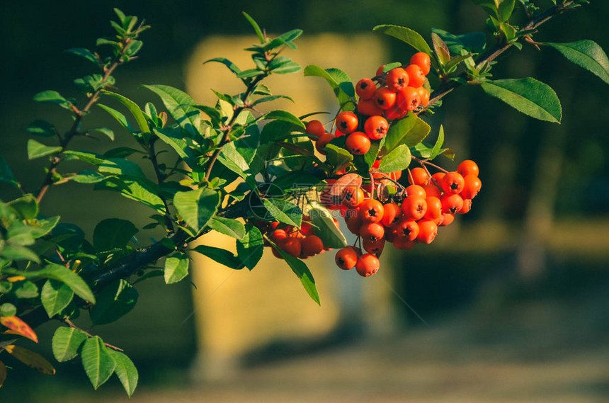 秋天树上鲜红火棘果的特写图片