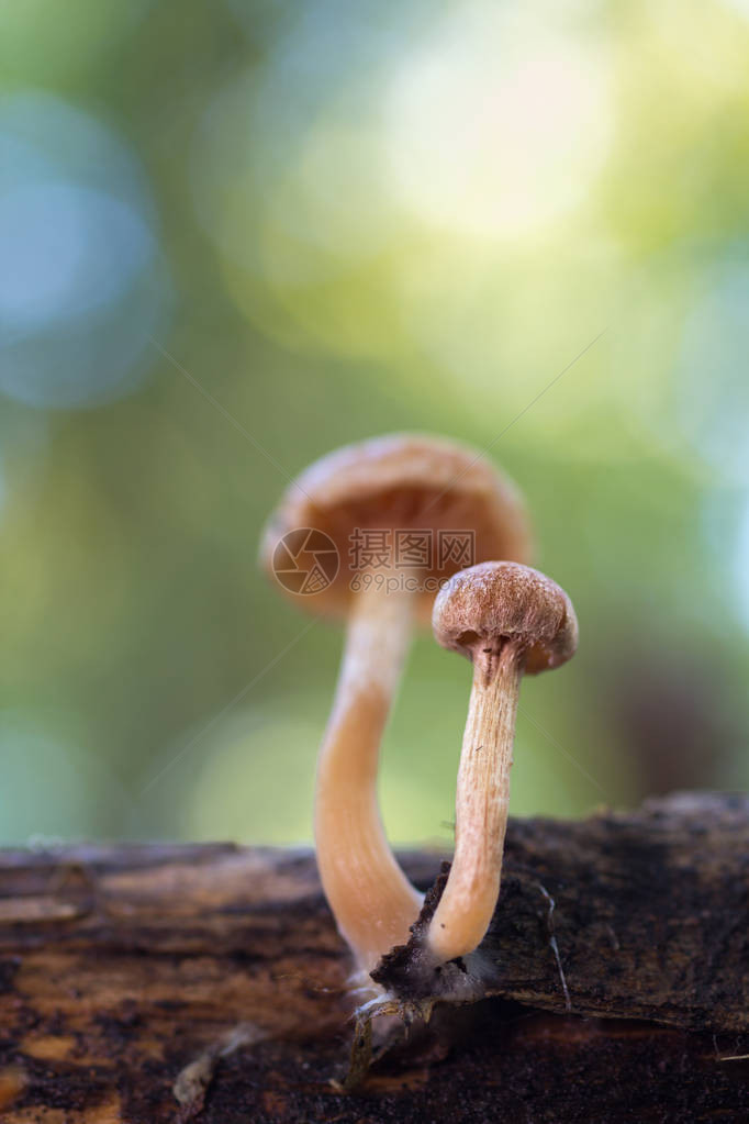 两个小蘑菇生图片