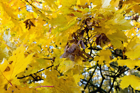 秋天在公园秋季森林秋天树上图片