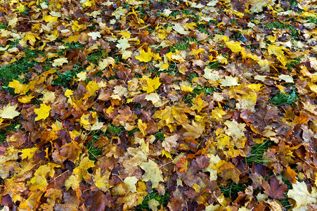秋天落叶秋天落叶黄红叶图片