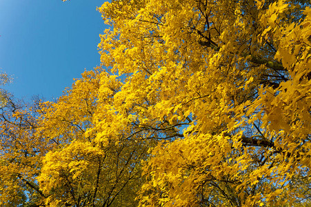 秋天在公园秋季森林秋天树上图片