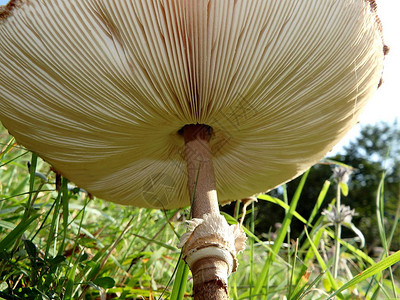 阳伞蘑菇自然中图片