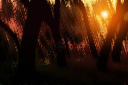 森林里的树木和夜晚的阳光图片