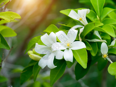 橙色茉莉花缎木化妆品树皮MurrayapaniculataAndamansatinwoodChanese黄杨木橙色茉莉Murra背景图片