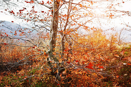秋季森林中的红色山毛榉树枝图片