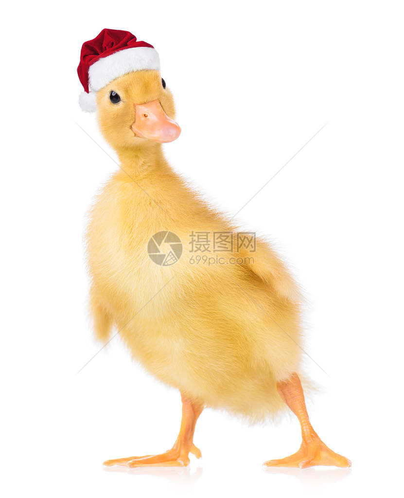 戴着红色圣诞老人帽子的漂亮小黄鸭可爱的新生小鸭打扮成圣诞老人看着相机圣诞新孵出的鸭子图片