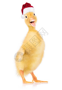 戴着红色帽子的漂亮小黄鸭可爱的新生小鸭打扮成看着相机圣诞新孵出的鸭子图片