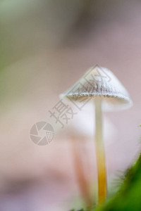 蘑菇创意秋季景观图片