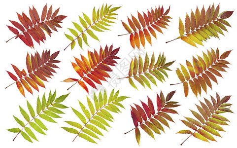 长春藤树的秋叶与鸟羽毛相似大片图片
