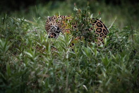 自然栖息地的美洲虎雄美洲豹野生巴西巴西野生动物绿图片