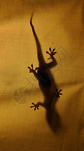 蜥蜴在衣服上影子图片