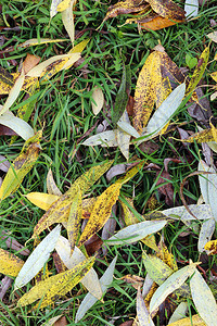 秋景公园古树黄叶图片