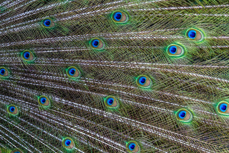 印度孔雀鸟公园巴图布伦印度尼西亚巴高清图片