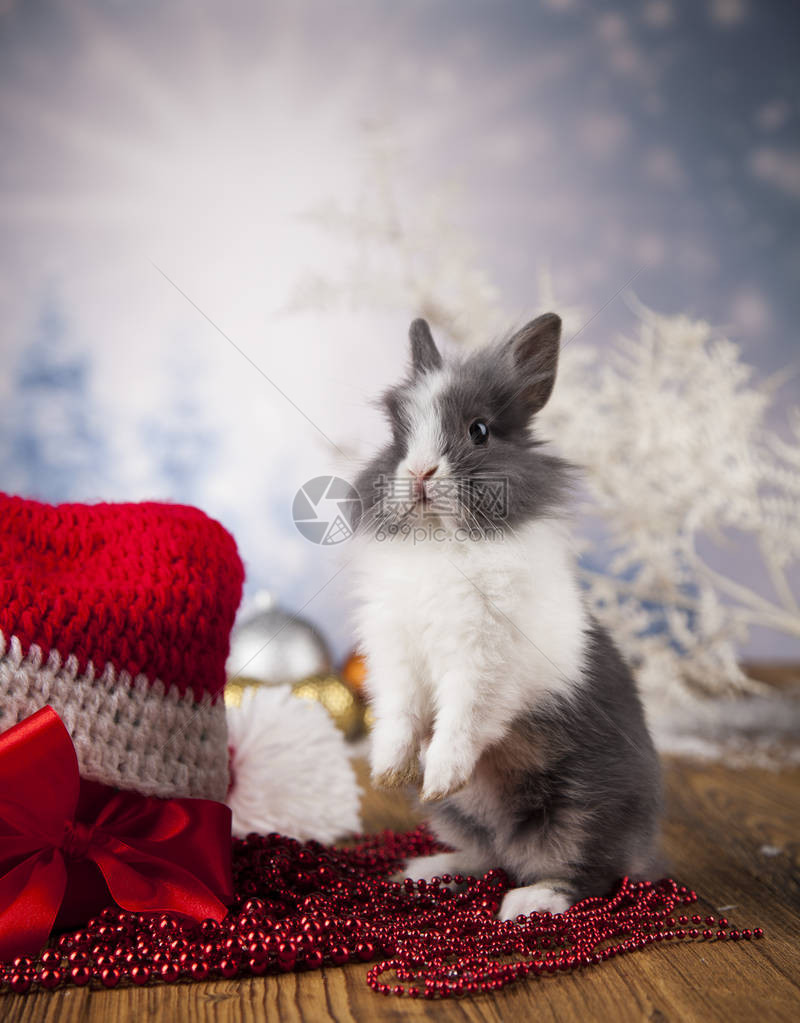 带冬季装饰的有趣的小兔图片