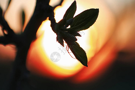 在风景日落天空春天晚上的植物和树木的剪影图片