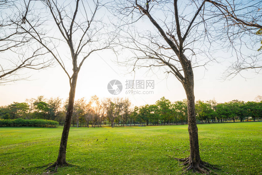 绿草如茵的公园大树落日夏日风景图片