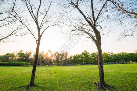 绿草如茵的公园大树落日夏日风景图片