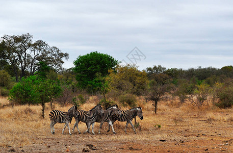 克鲁格公园是非洲最大的野生动物保护区之一图片