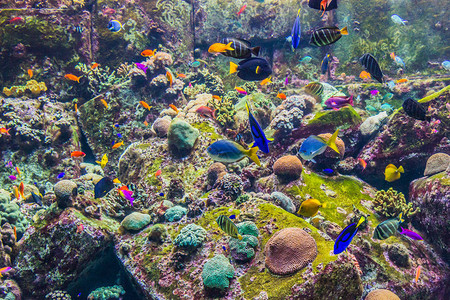 水族馆淡水中的热带图片