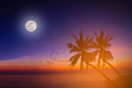 剪影椰子棕榈树在海滩与黄昏的月亮图片