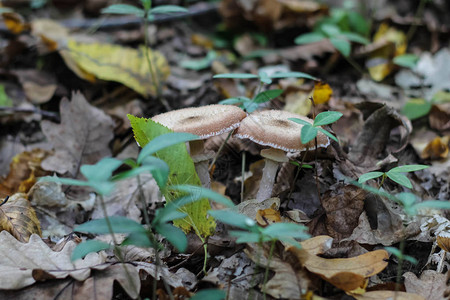 草丛中的森林蘑菇秋天的森林图片
