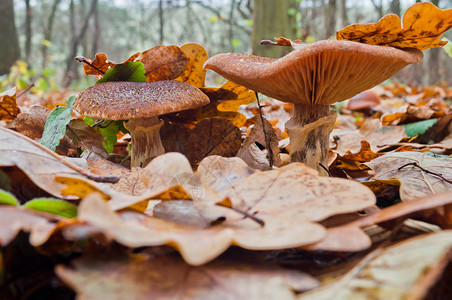 秋天假森林中生长的蜜糖真菌阿米利里图片
