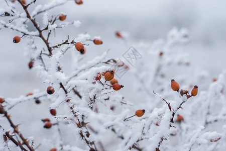 树上雪下的红色浆果图片
