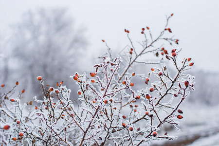 树上雪下的红色浆果图片