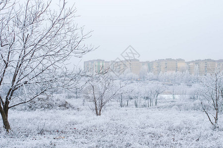 在雪景的冬天树图片