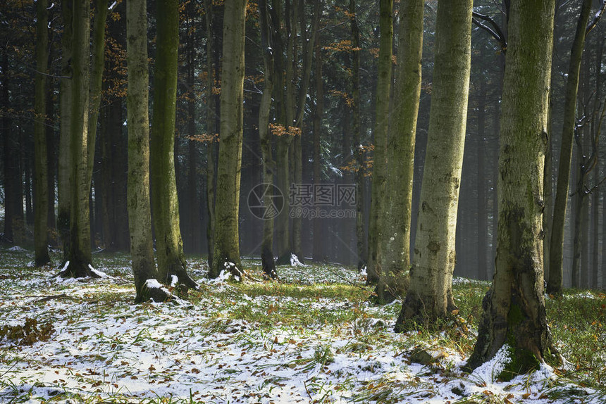 白雪皑的混交林深秋景色图片