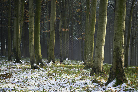 白雪皑的混交林深秋景色图片