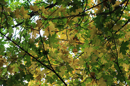 秋叶公园树木开始落叶变黄图片