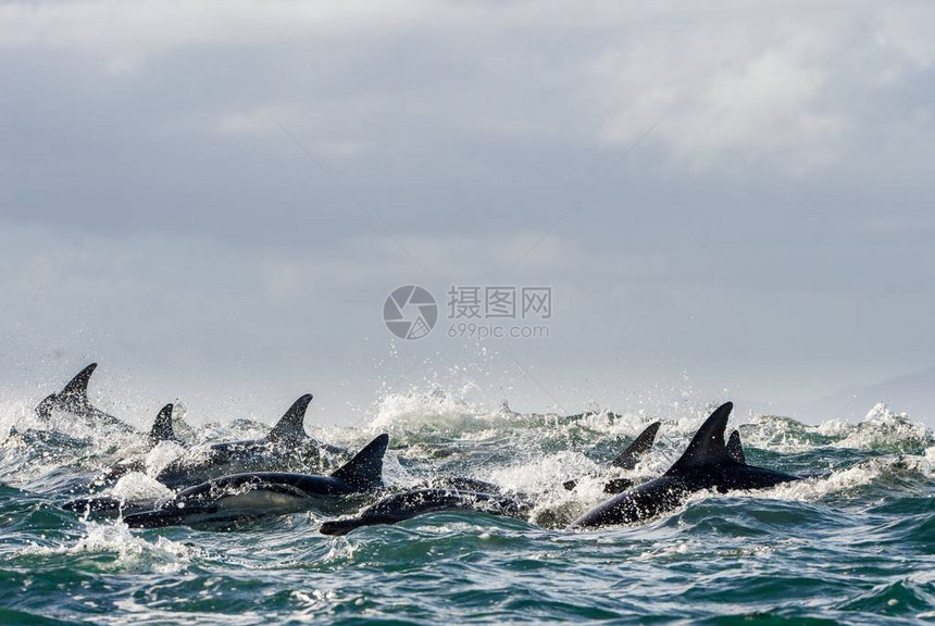 海豚在海里游泳图片