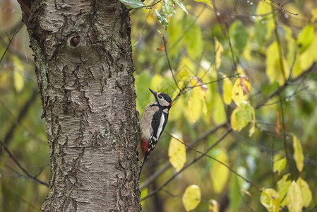 大斑木鸟Dendrocoposmajor在秋色背景下图片